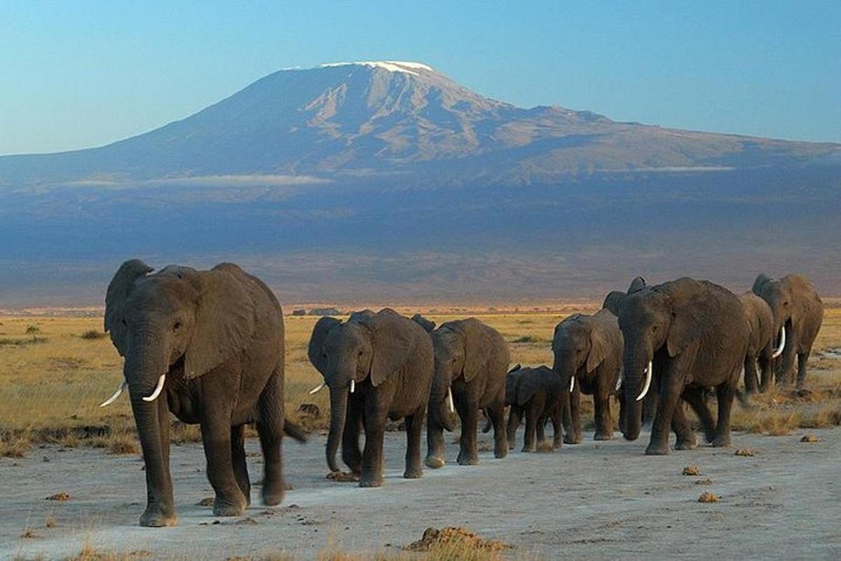 a herd of elephants walking down a road with a mountain in the background