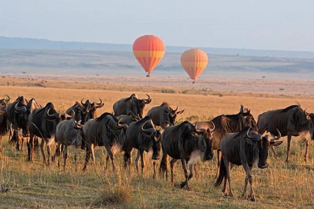 a herd of animals running in a field with hot air balloons