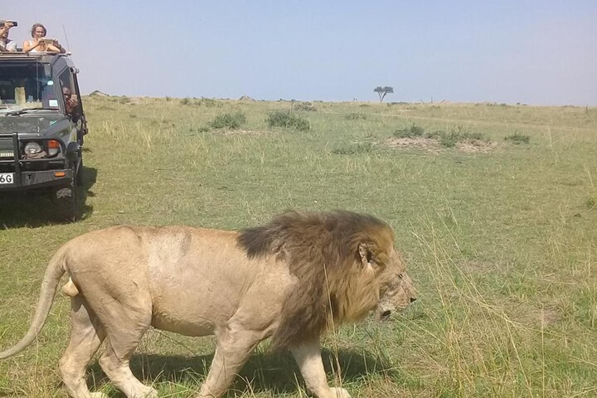lev kráčející před safari truckem