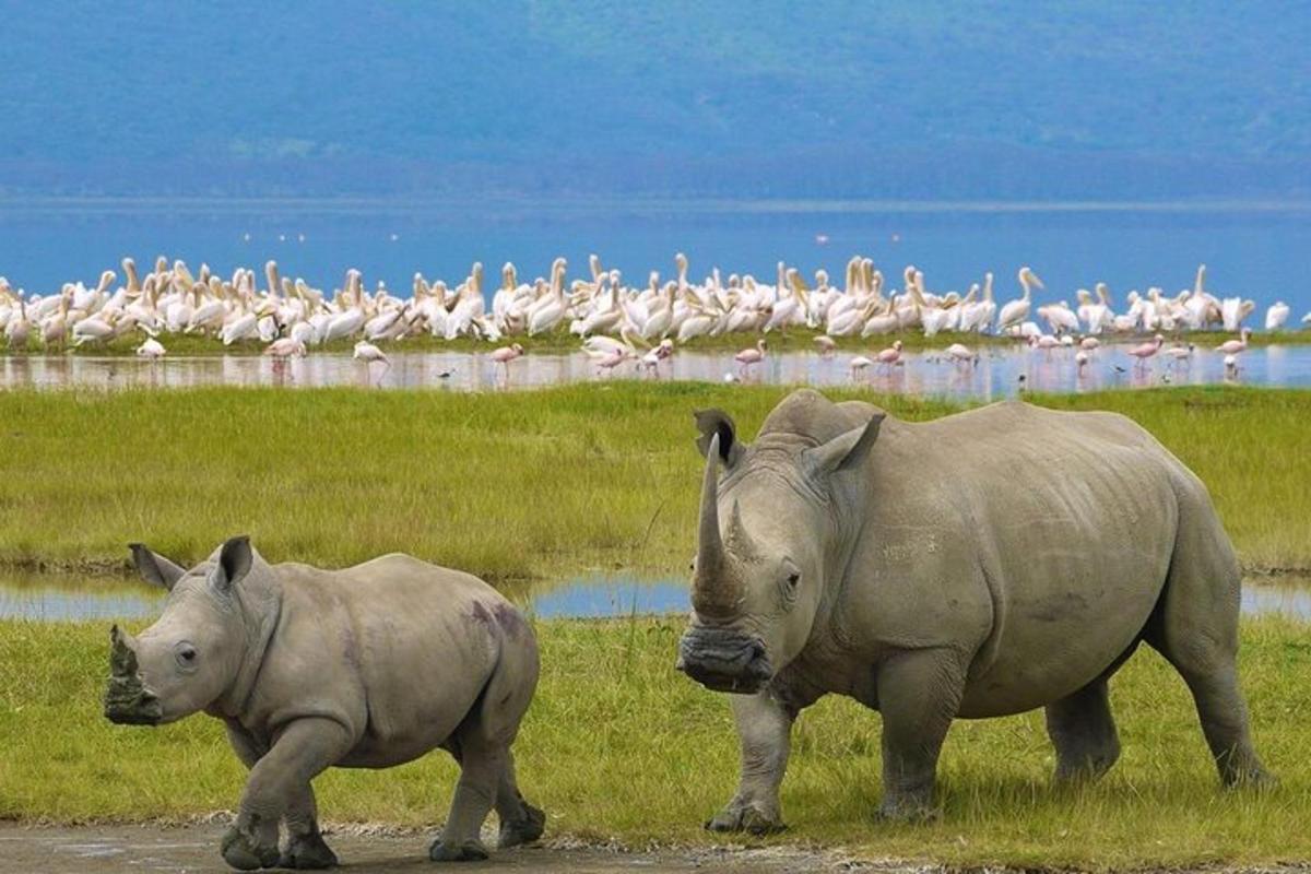 dois rinocerontes caminhando em um campo com um bando de pássaros