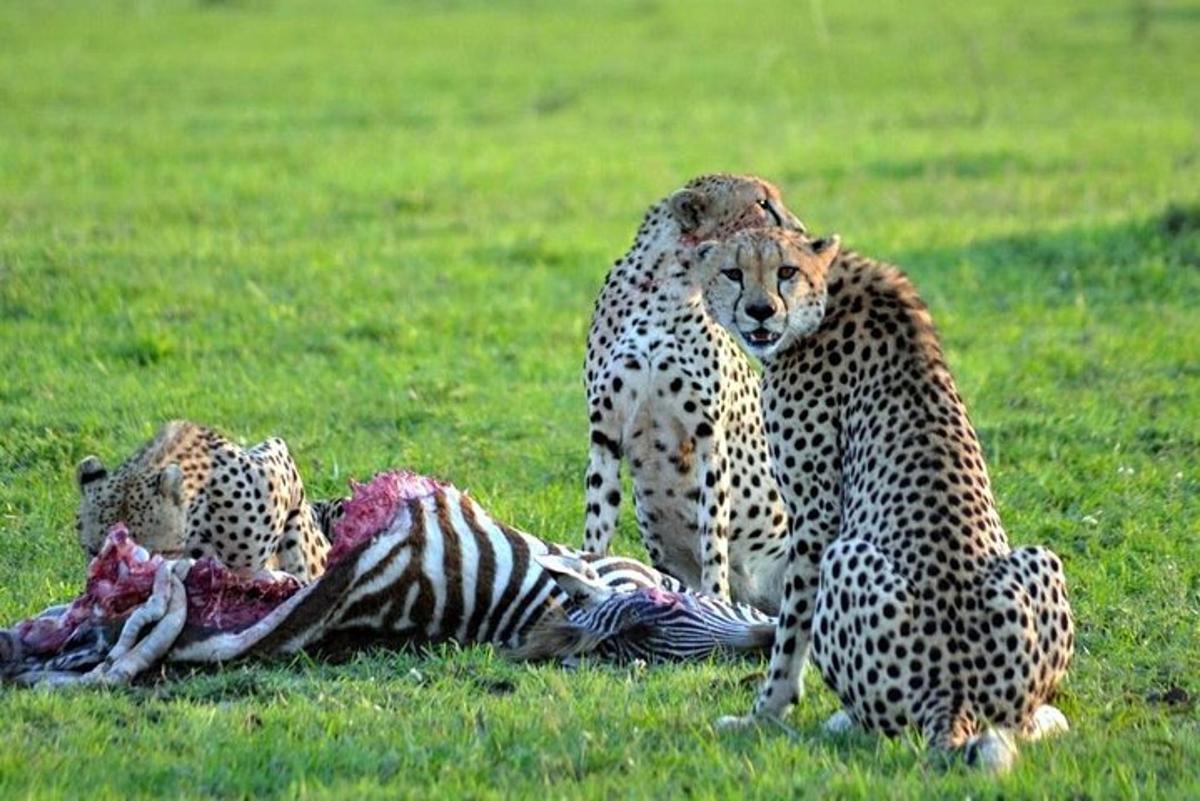 two cheetahs standing next to a zebra in a field