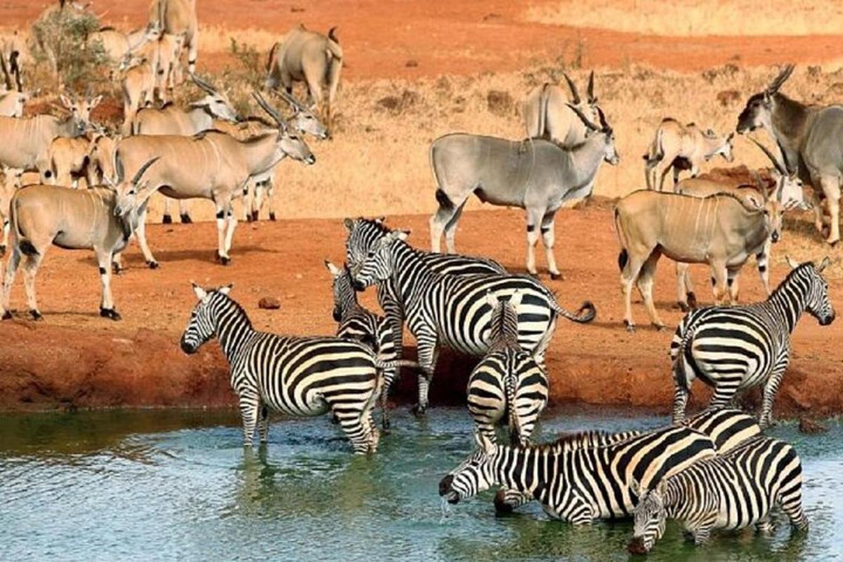 o turmă de zebre și antilope stând în apă