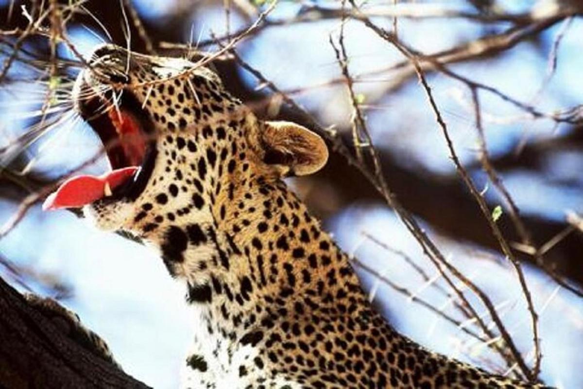 un ghepard cu limba scoasă într-un copac