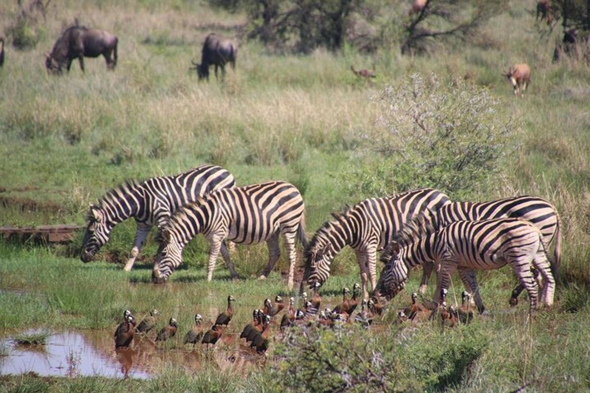 uma manada de zebras e patos em um campo