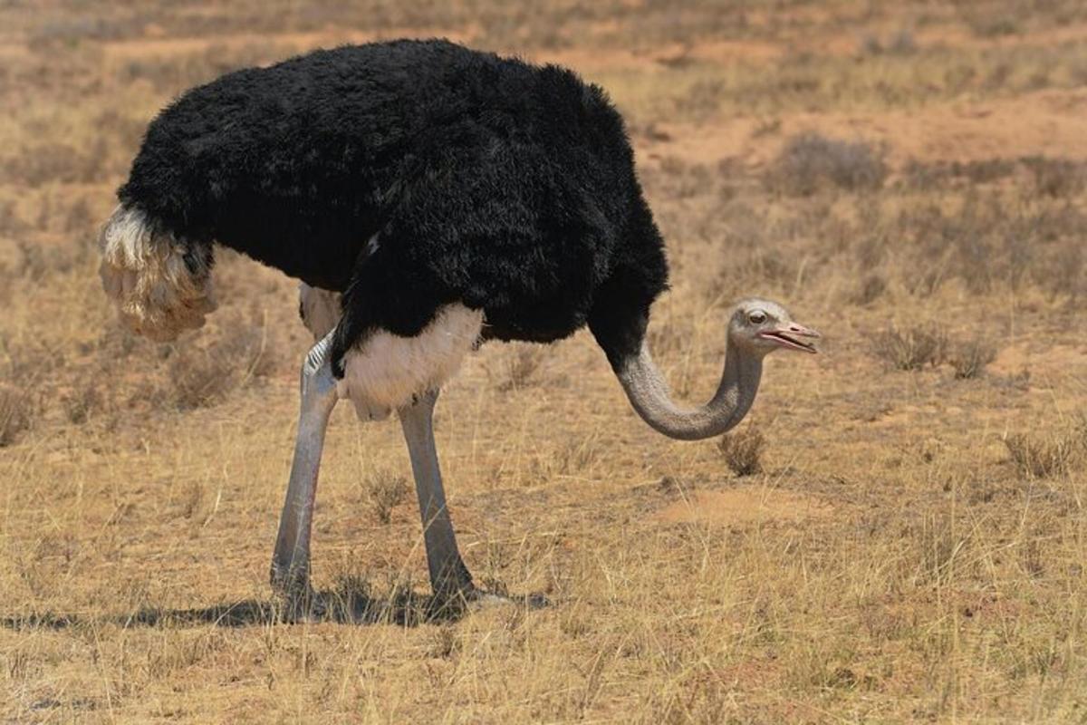 um avestruz em pé em um campo de grama