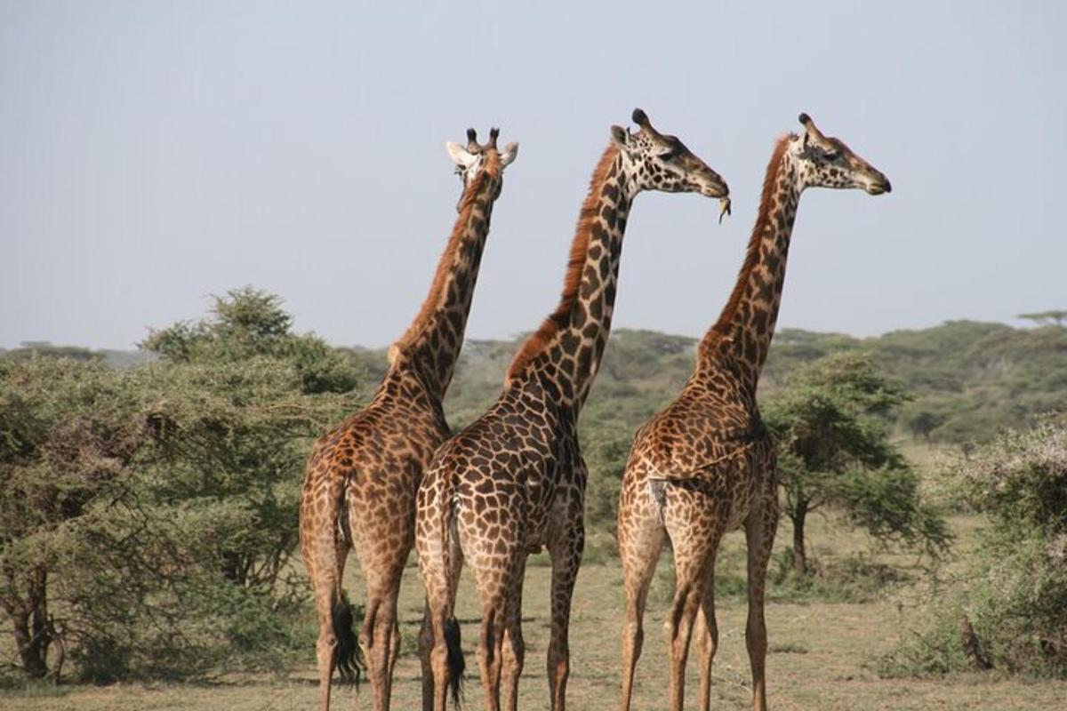 um grupo de girafas caminhando em um campo