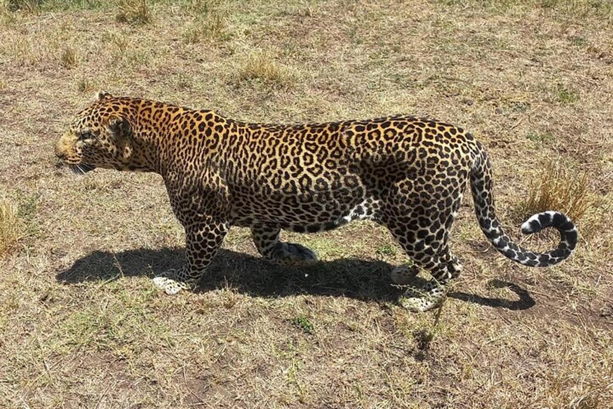 Un jaguar caminando en la hierba de un campo.