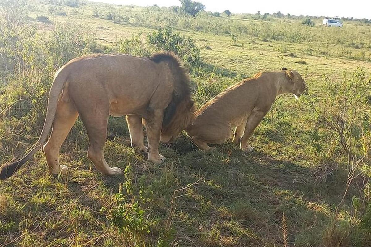 Una pareja de elefantes de pie en un campo