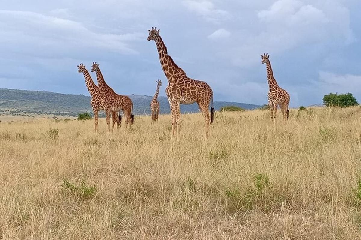 Un grupo de jirafas de pie en un campo