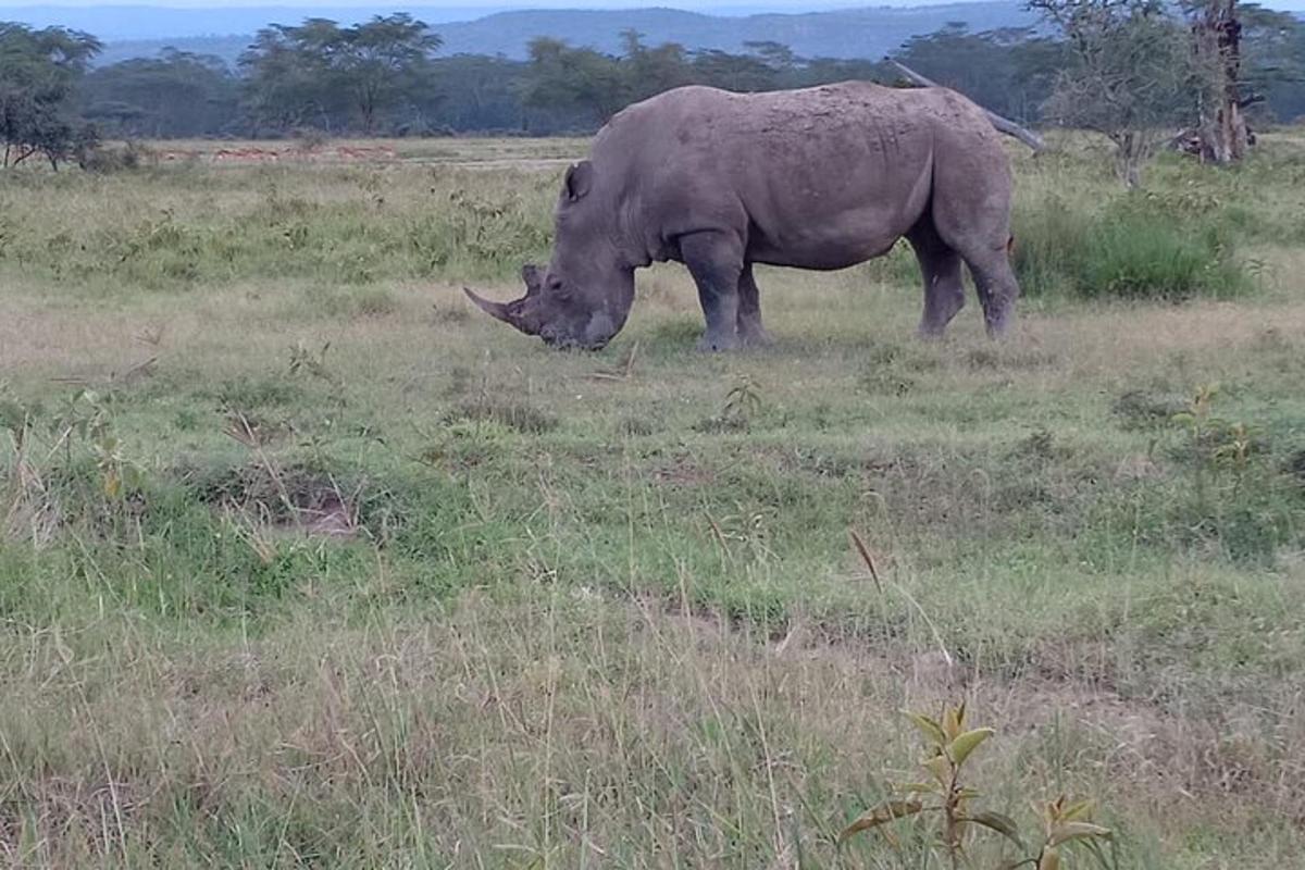 Un rinoceronte pastando en un campo de hierba