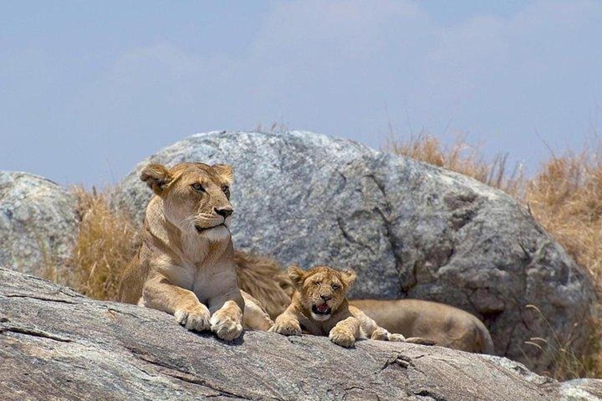 dos leones acostados encima de una roca