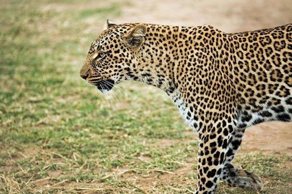 leopard stojící v travnatém poli