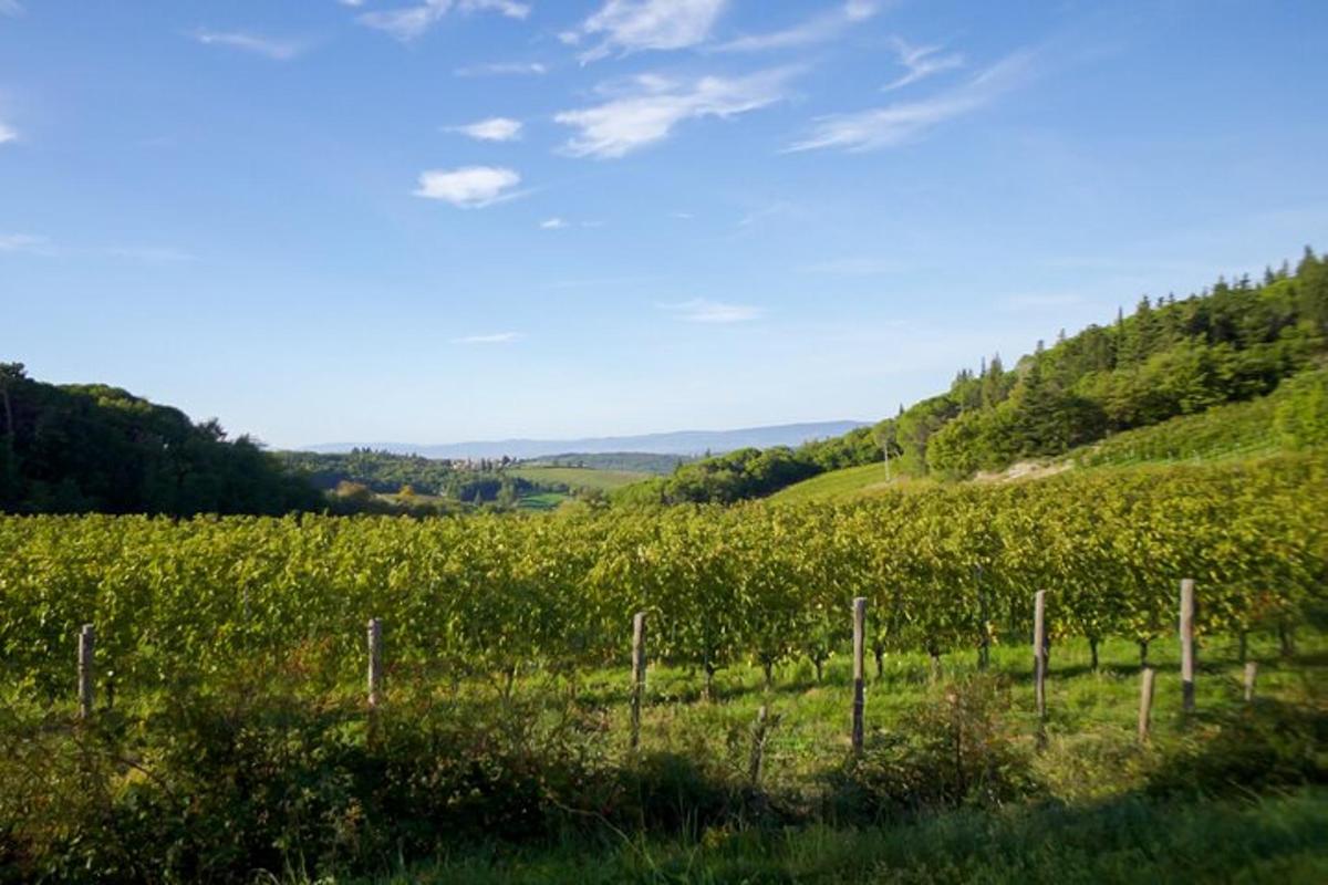 vinograd usred polja usjeva