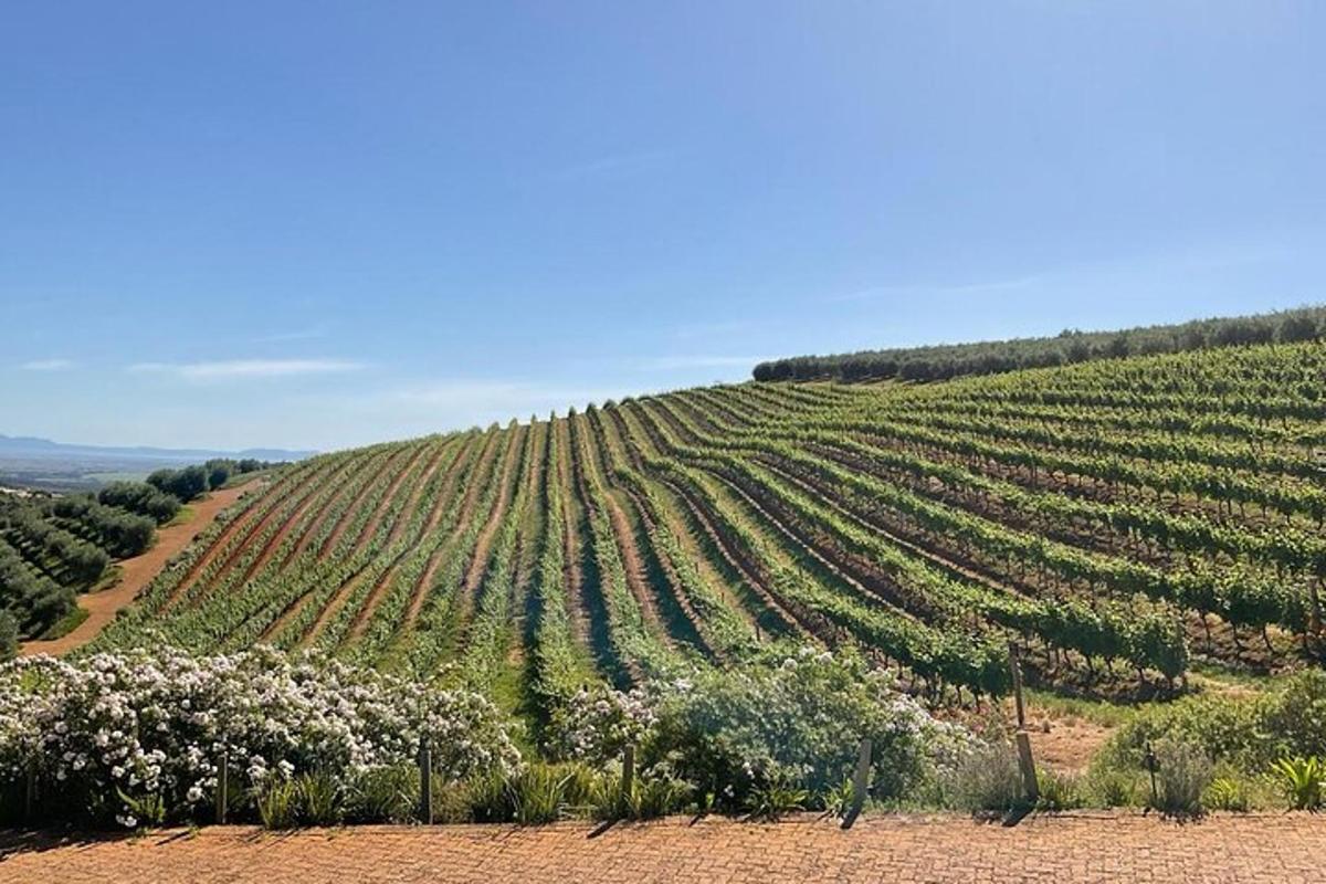 un grande vigneto con fiori bianchi su una collina