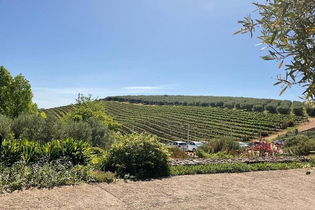 una vista di un vigneto con un parcheggio