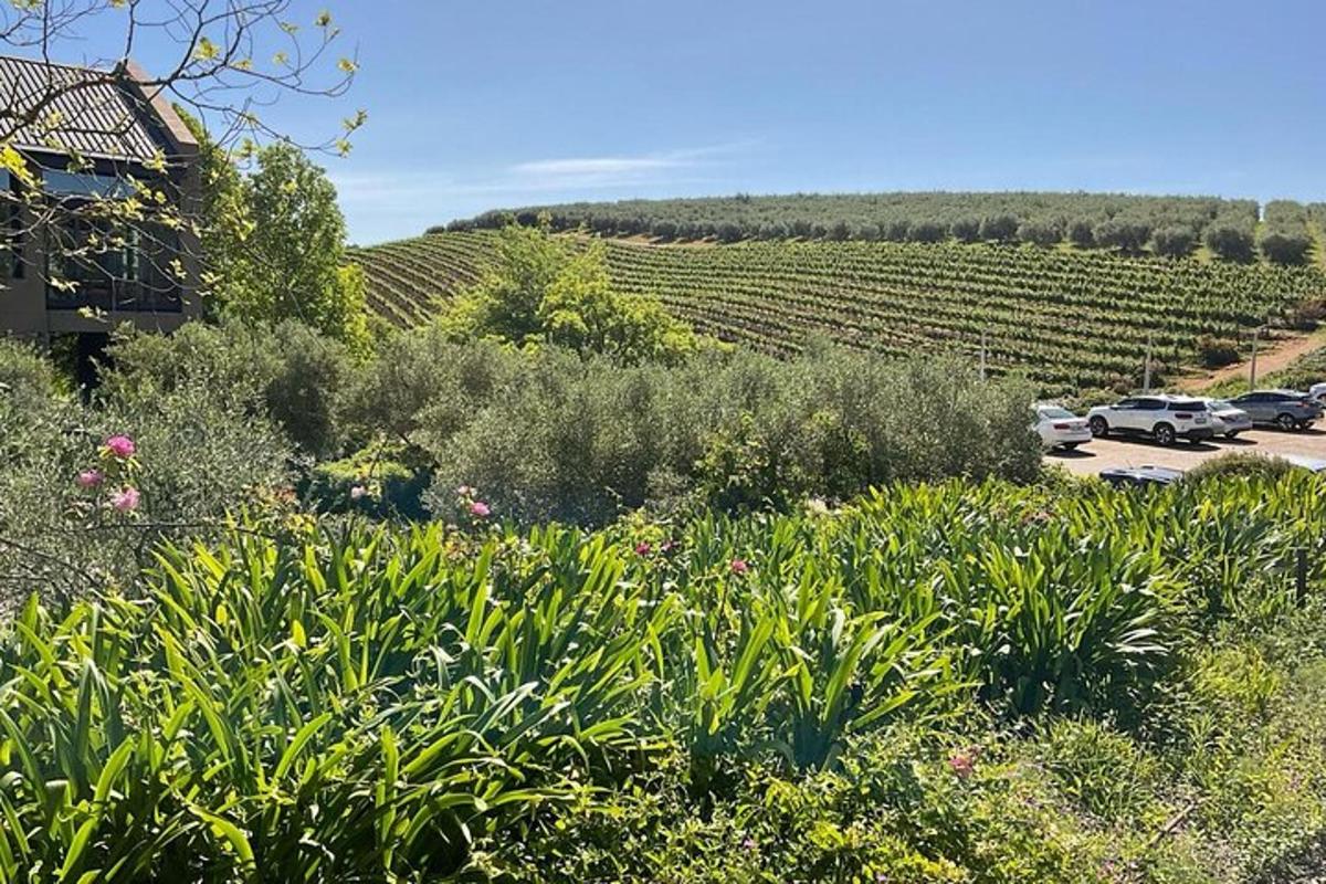 una vista di un vigneto con auto parcheggiate in un parcheggio