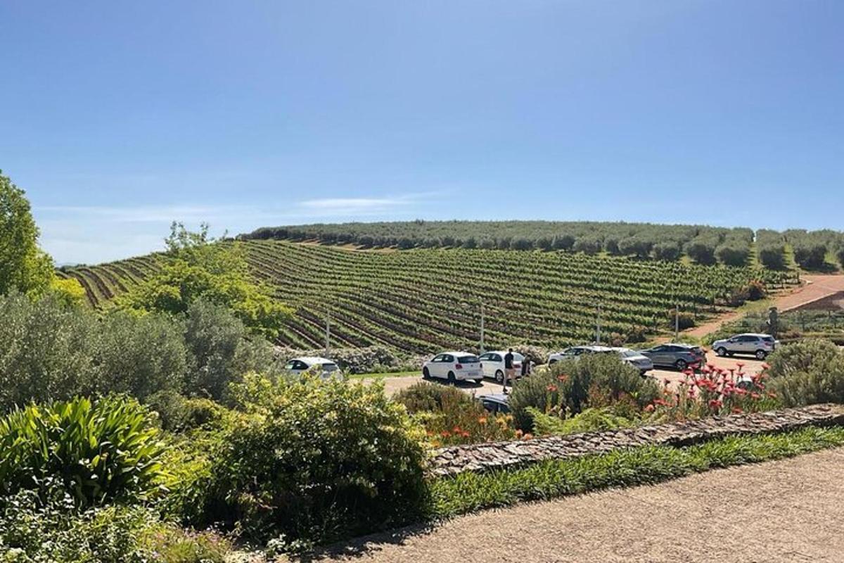 un parcheggio con auto parcheggiate accanto a un vigneto