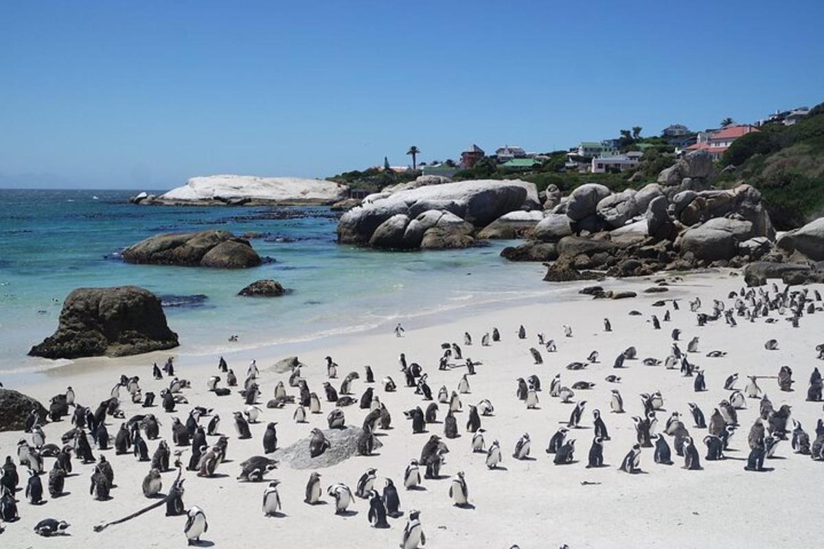 a bunch of penguins standing on a beach