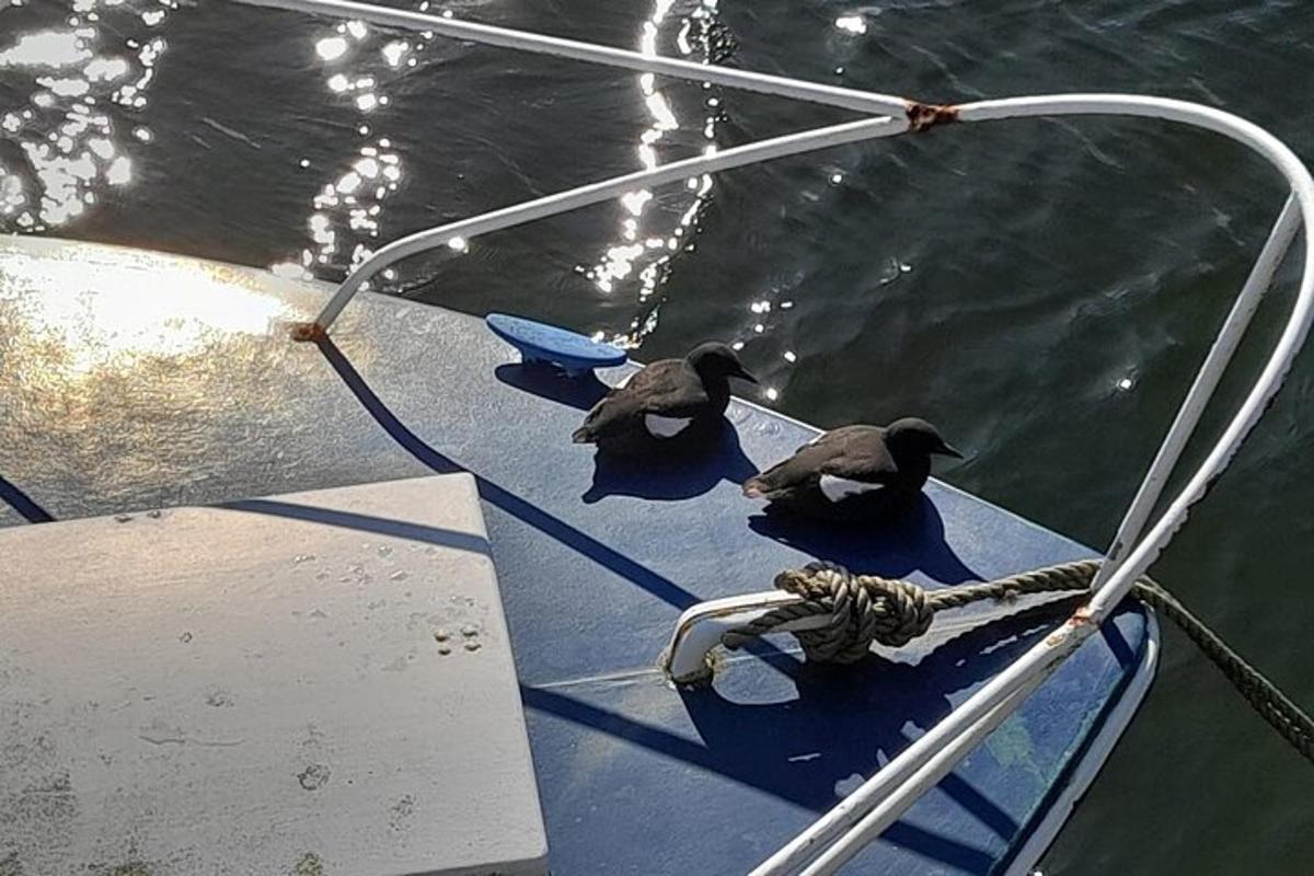 two birds sitting on a boat in the water
