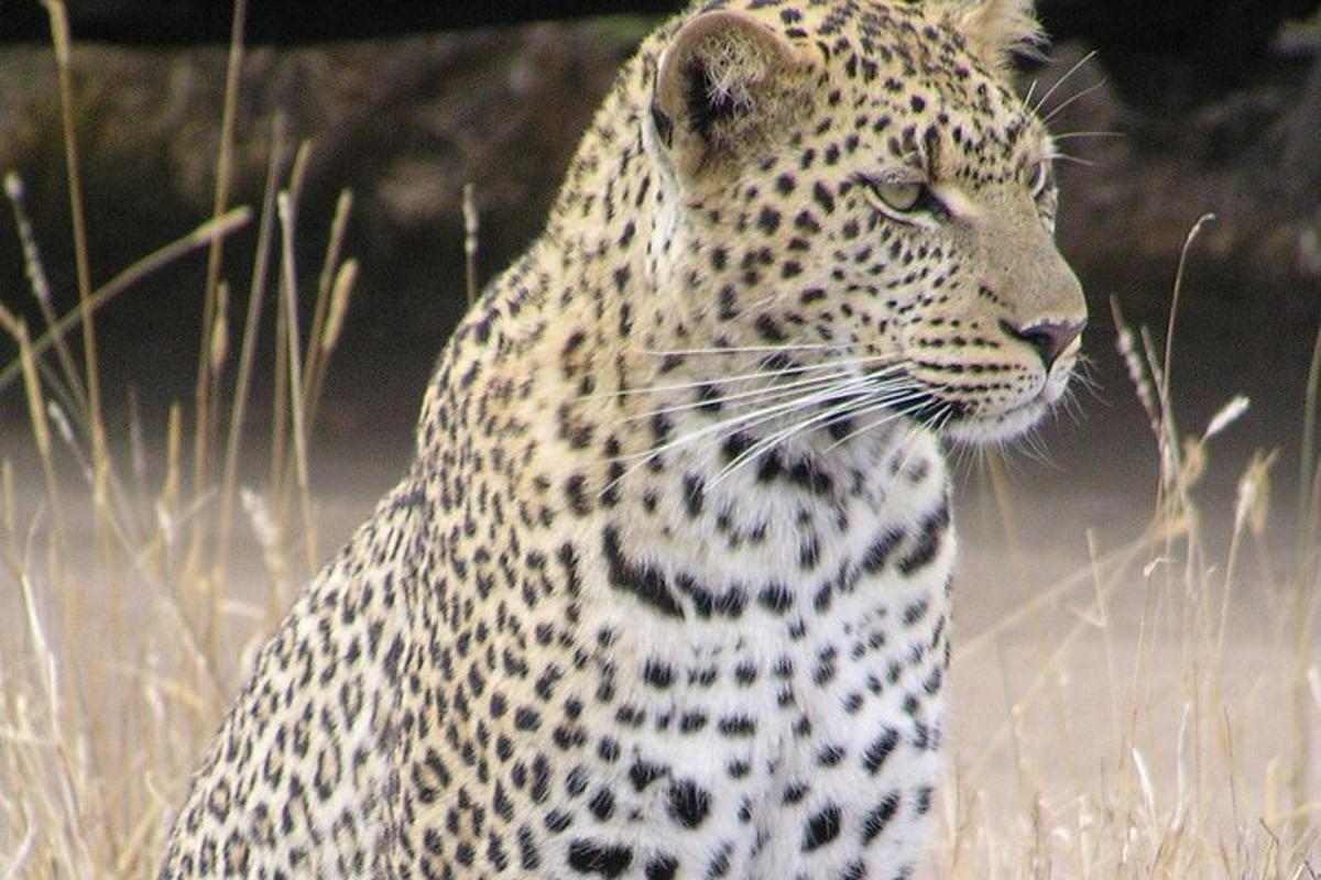 leopard sedící na poli s vysokou trávou