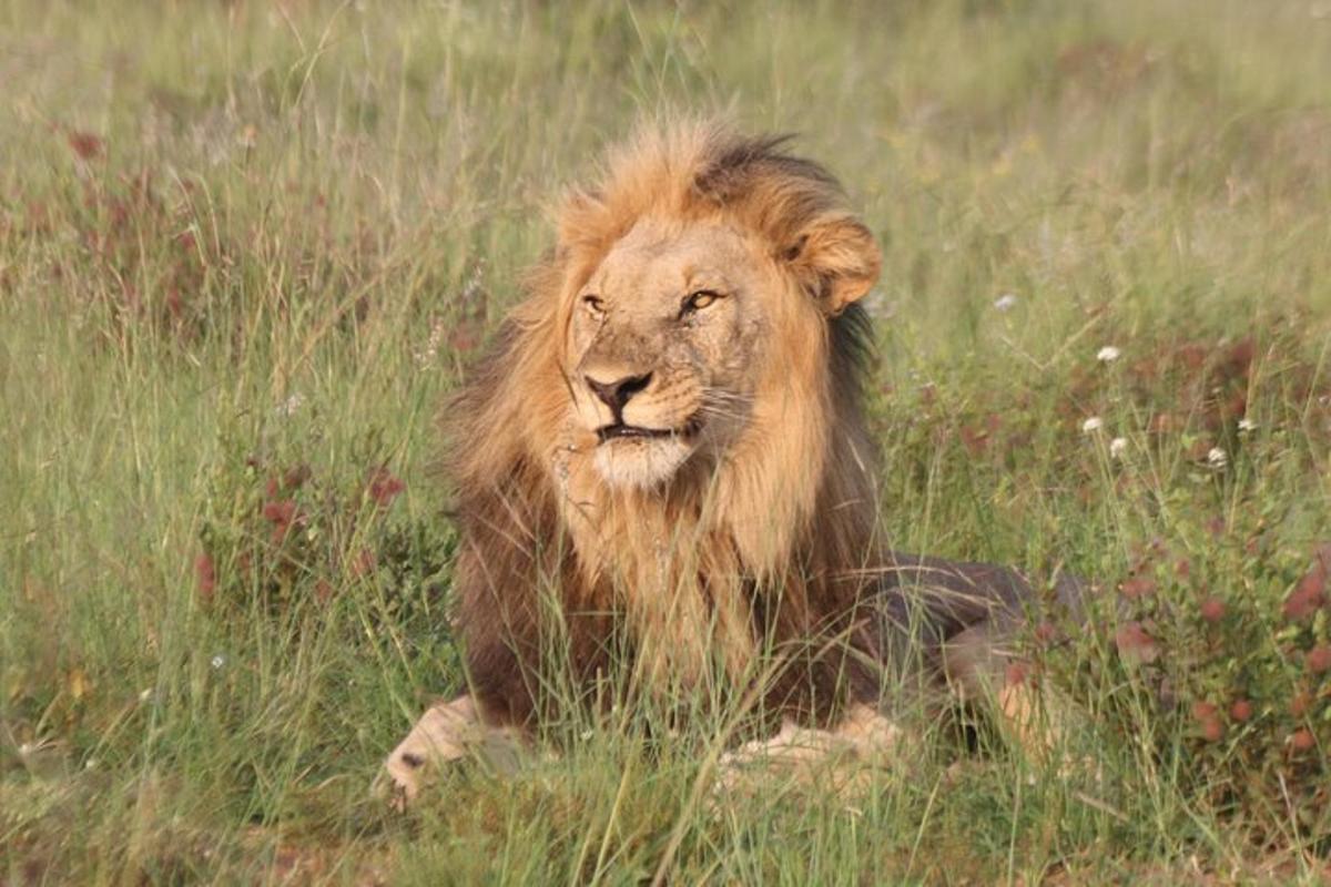 a lion laying in the grass in a field