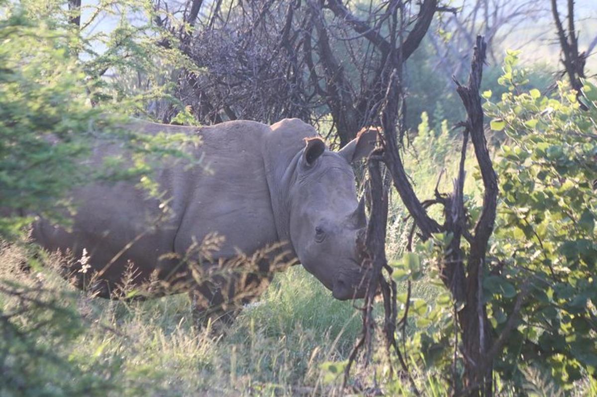 a rhino standing in the grass in a field