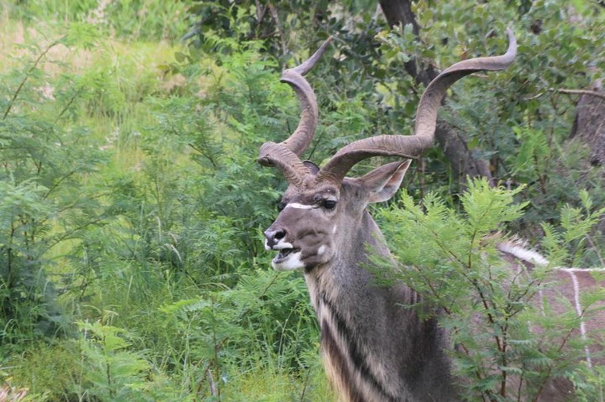a antelope with large horns standing in a field