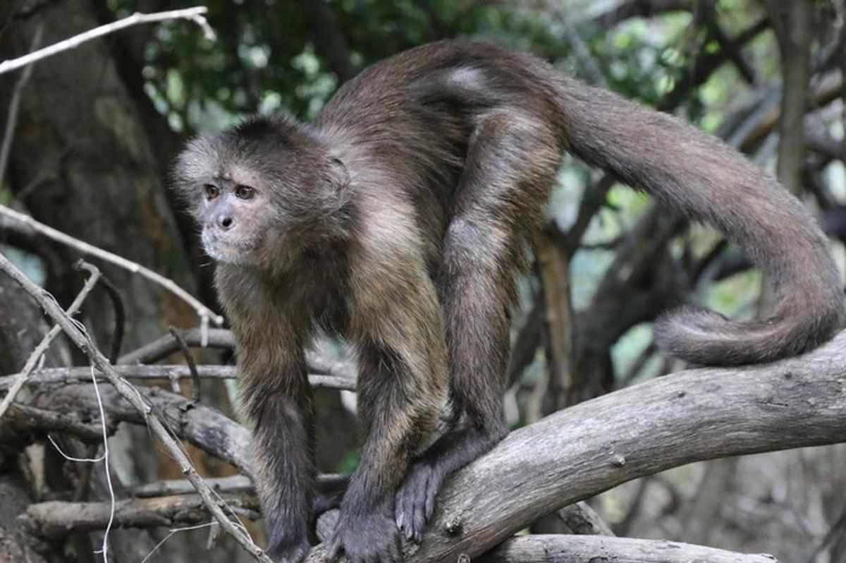 a monkey is standing on a tree branch