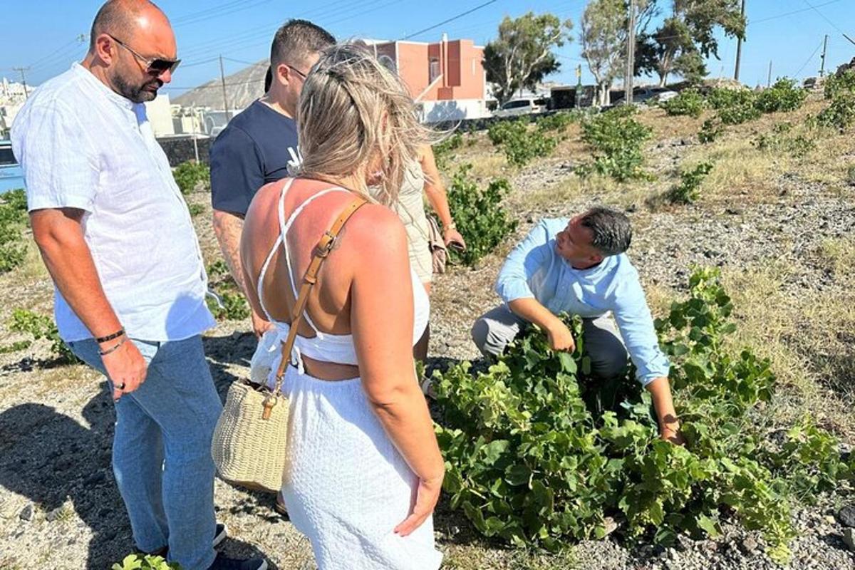 skupina ljudi, ki delajo na zelenjavnem vrtu