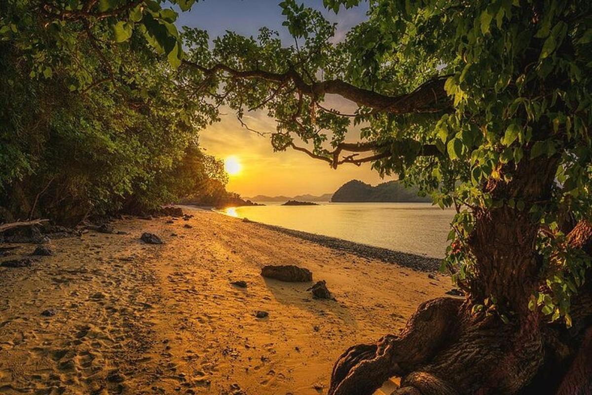 un albero su una spiaggia con il tramonto sullo sfondo