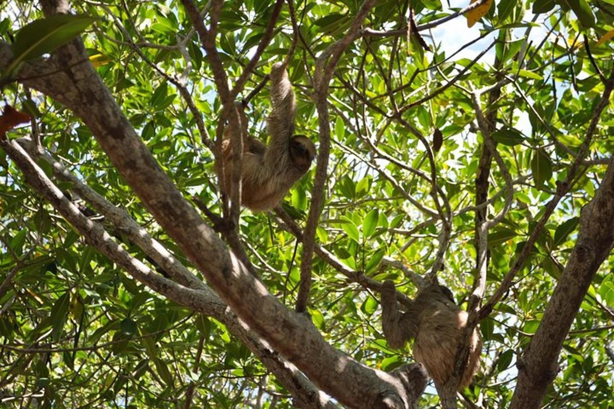 a monkey is sitting in the branches of a tree