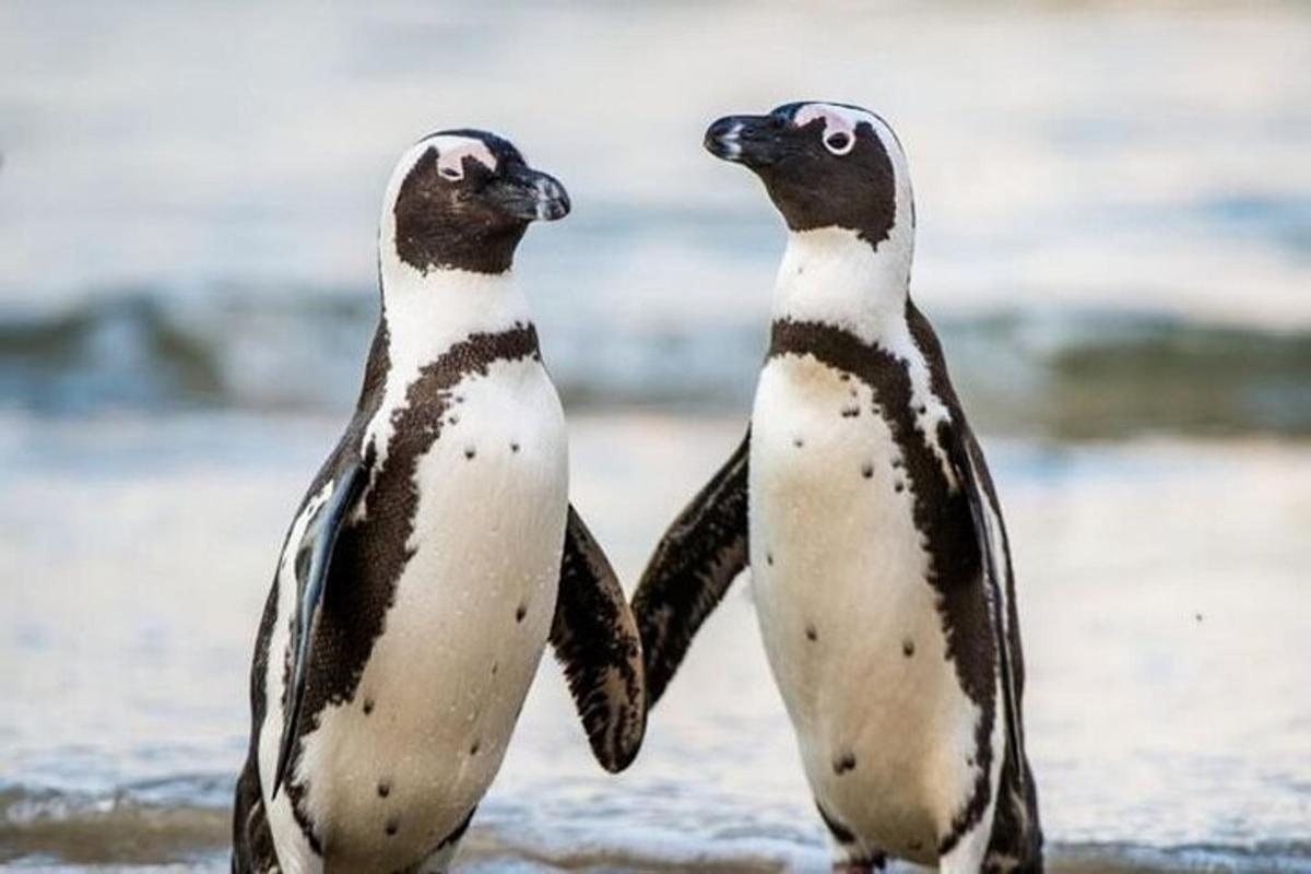dua penguin berdiri berdampingan di pantai