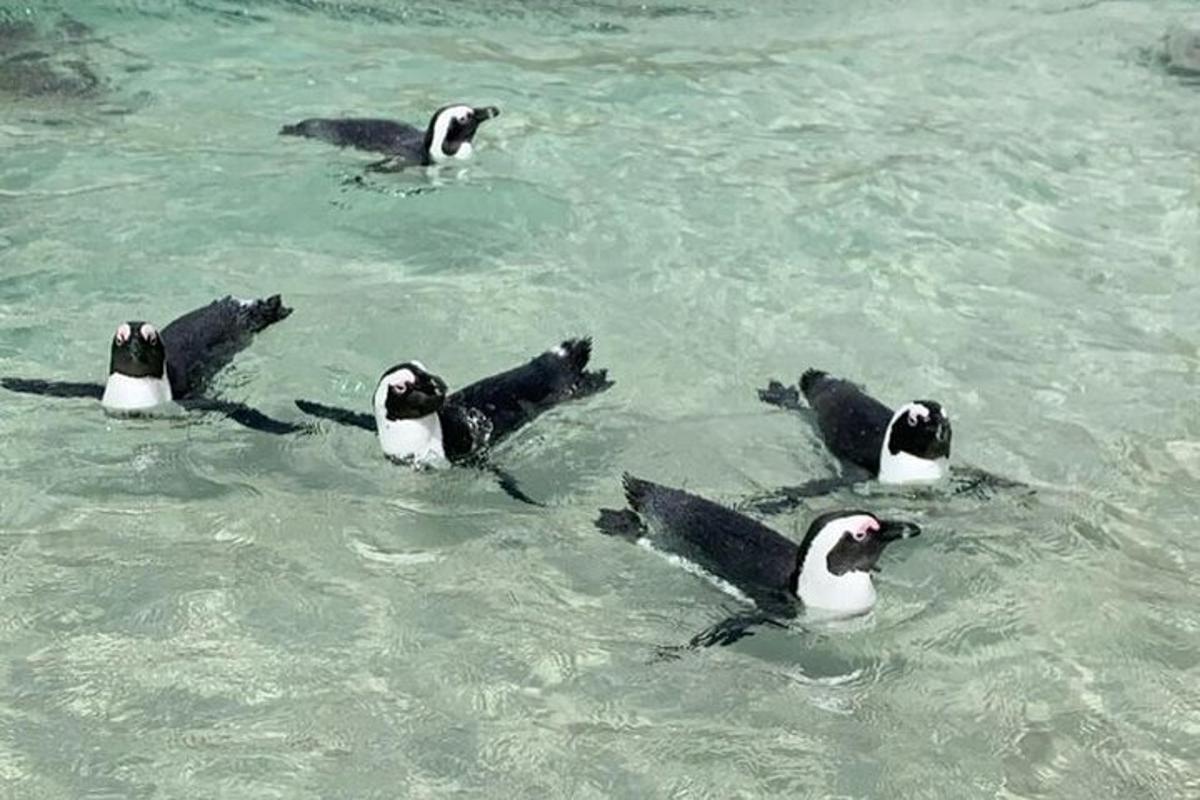 een groep pinguïns die in het water zwemmen