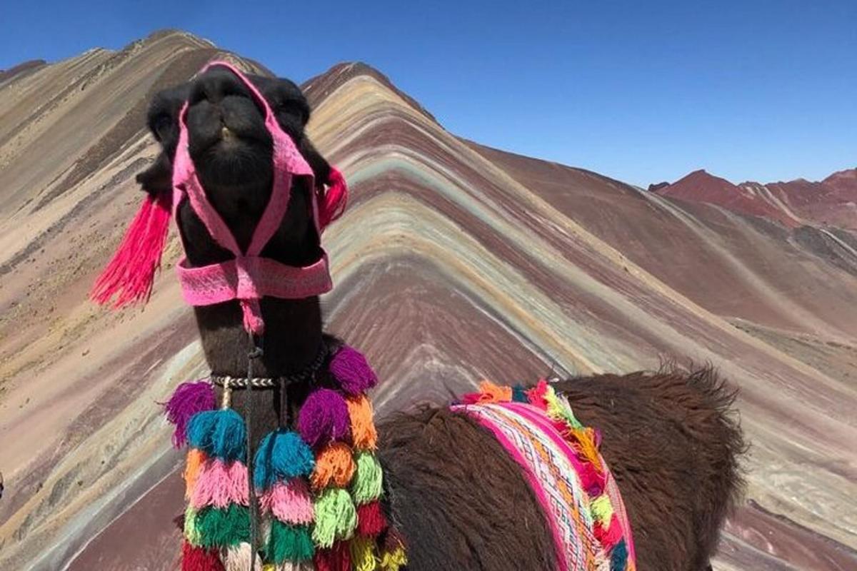 a camel dressed in colorful clothing in the desert