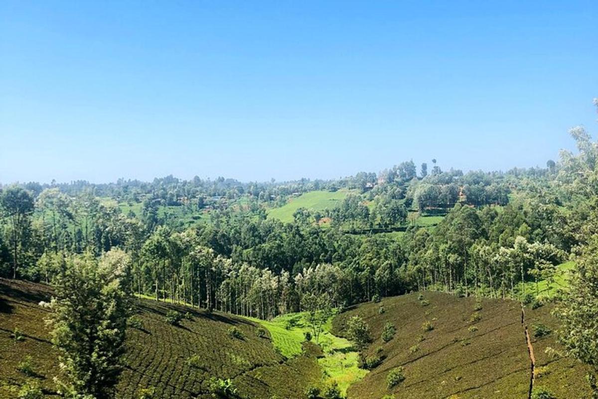 an overhead view of a green hill with trees