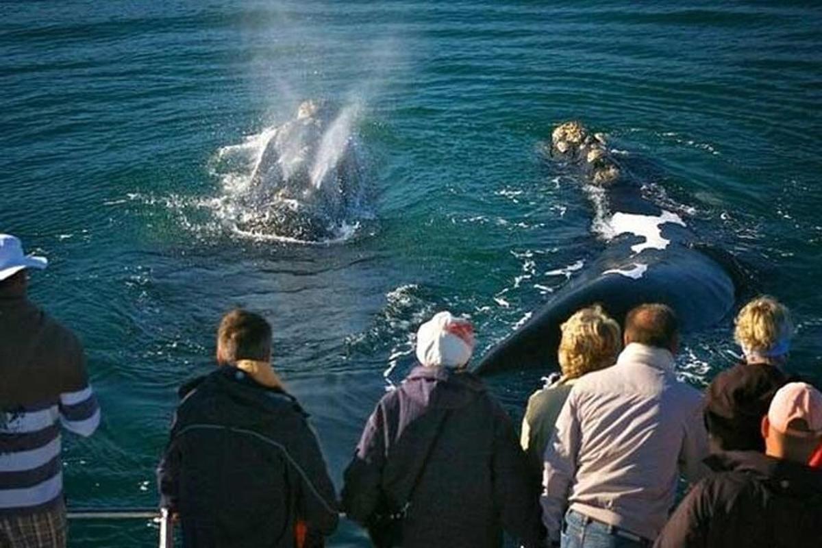 un gruppo di persone che osserva una balena nell'acqua