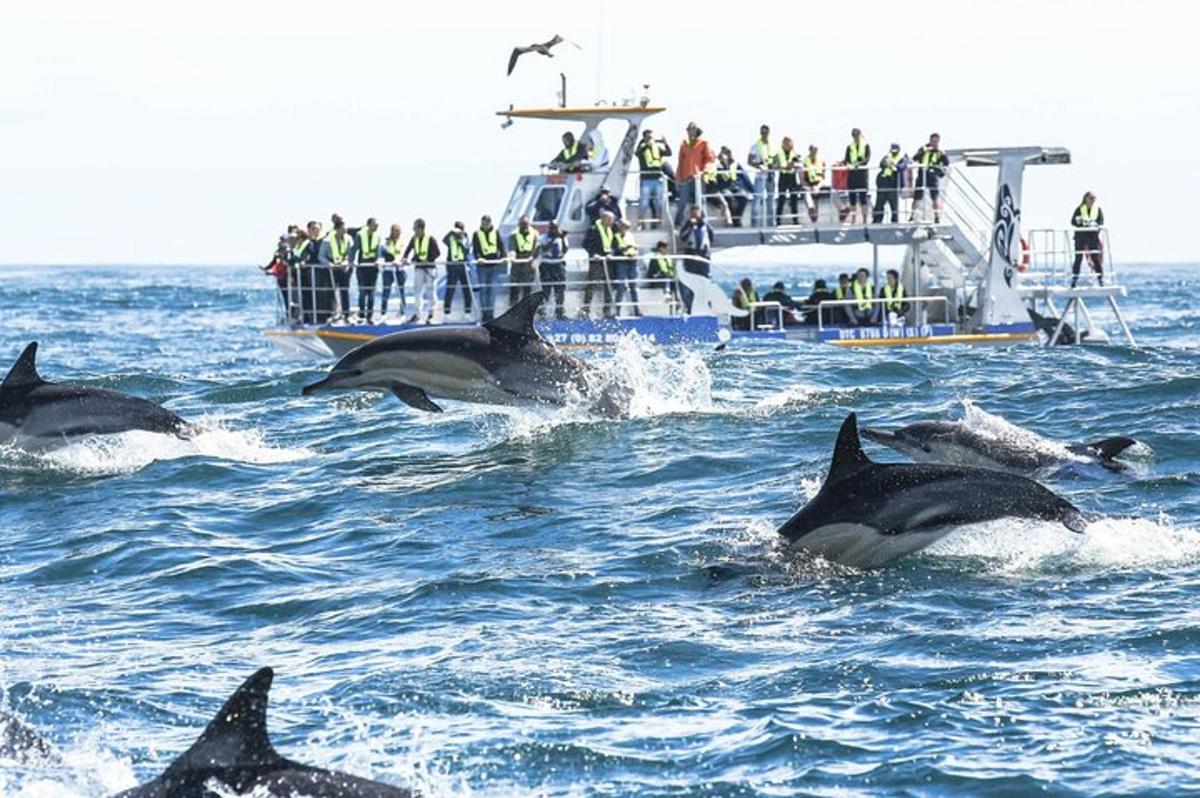 un gruppo di delfini nell'acqua davanti a una barca