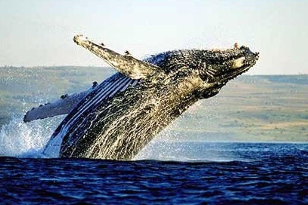 una balena che salta fuori dall'acqua