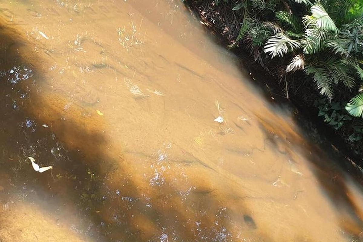 Un arroyo de agua marrón con plantas en él.