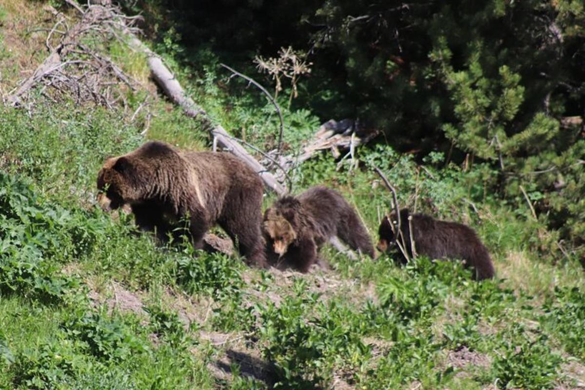 three bears walking up a hill in a field