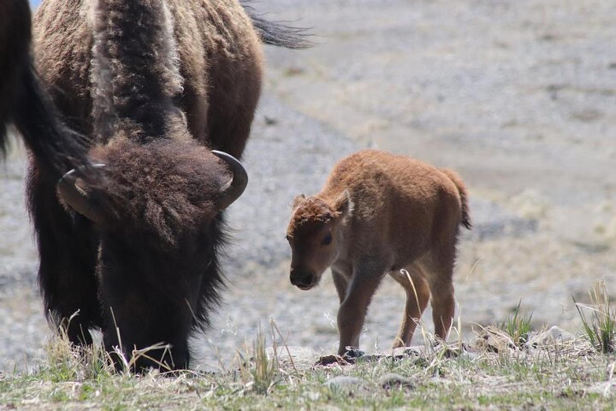 a baby bison walking next to an adult buffalo