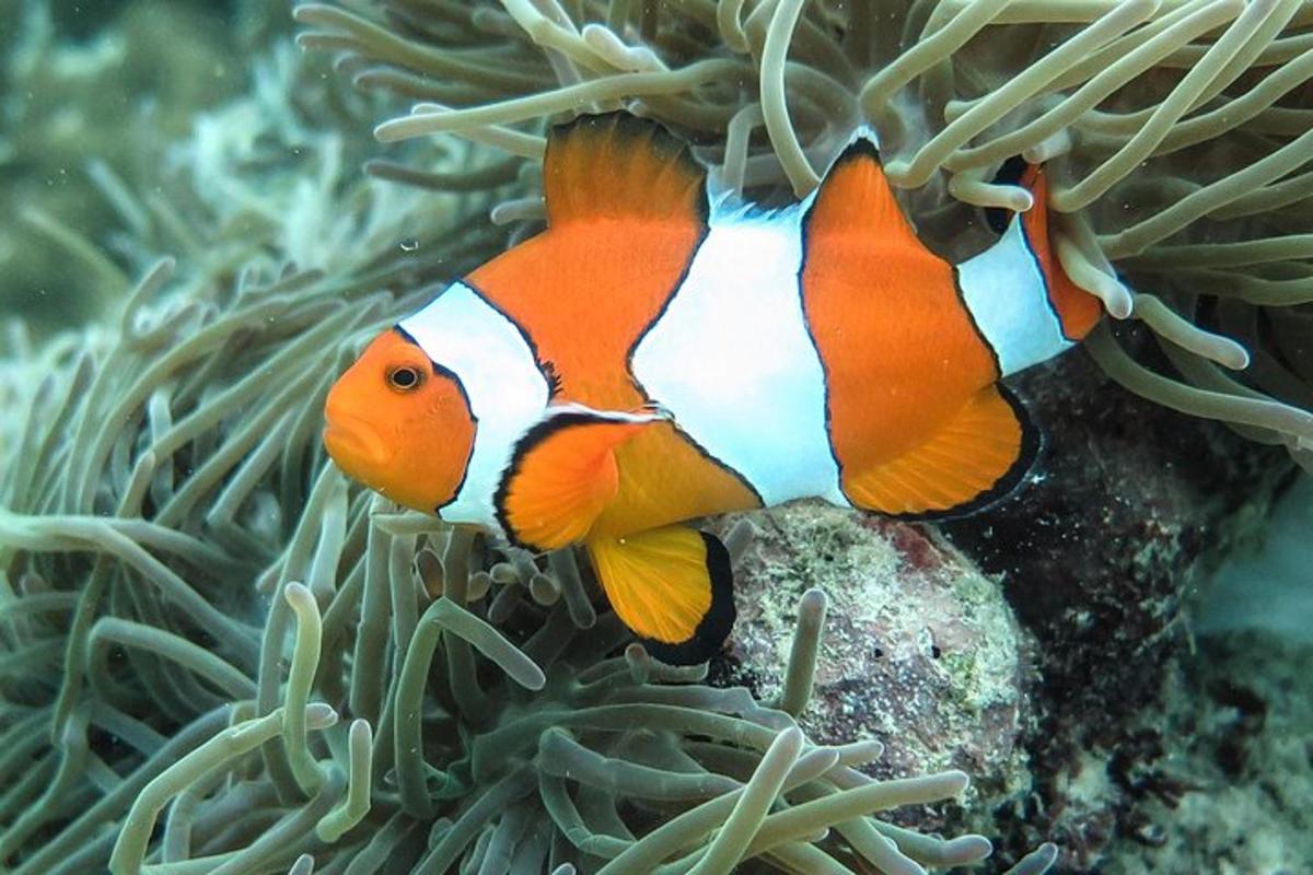 un pez payaso en un arrecife de coral