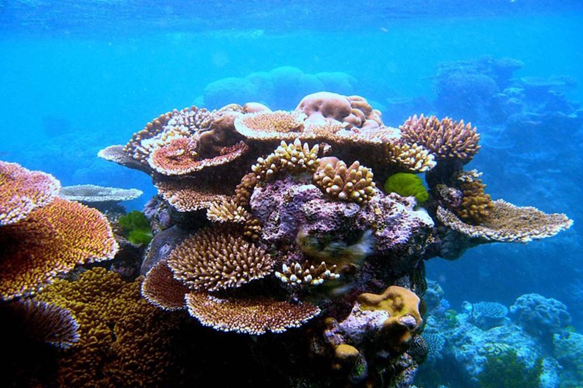 Un arrecife de coral en el océano con