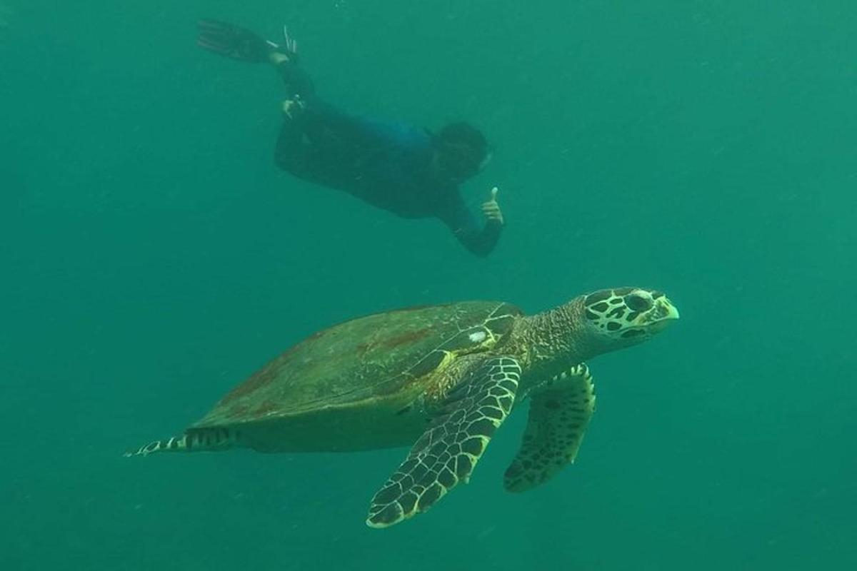 Un hombre nadando junto a una tortuga verde