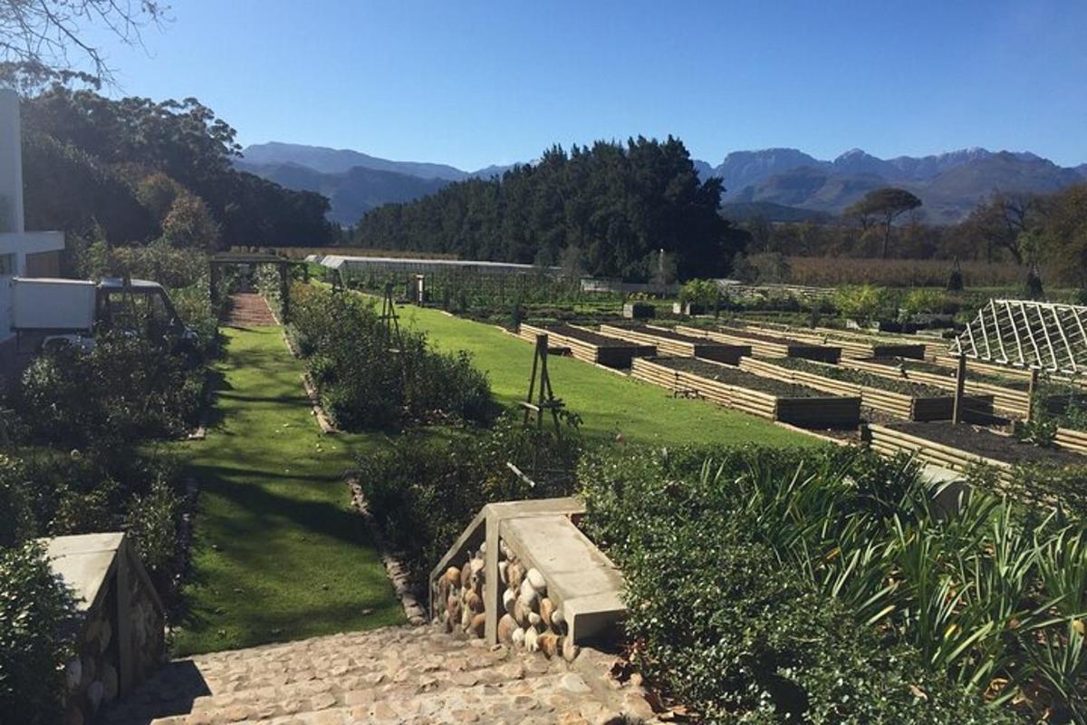 un jardí amb fileres de plantes en un camp
