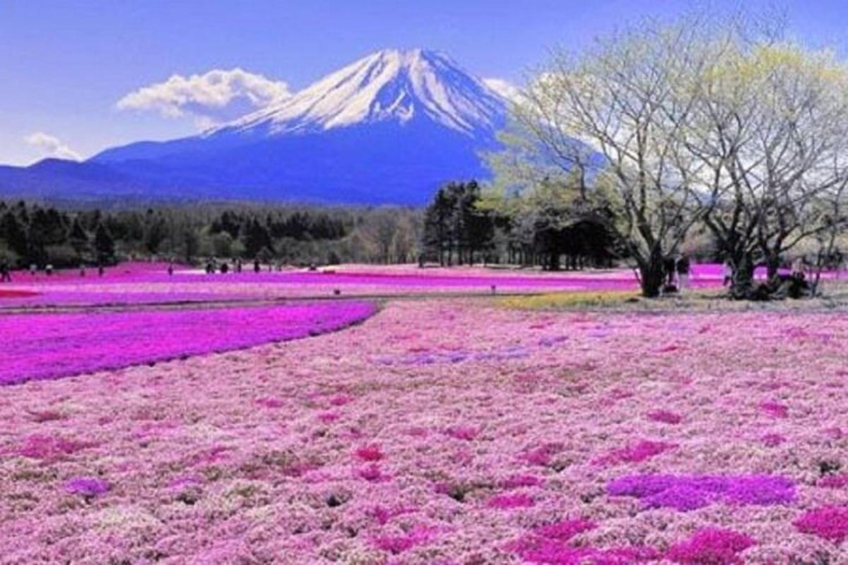 a mountain with a field of pink flowers in front of it