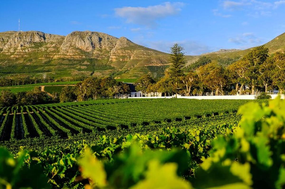 Un viñedo con montañas al fondo y plantas verdes.