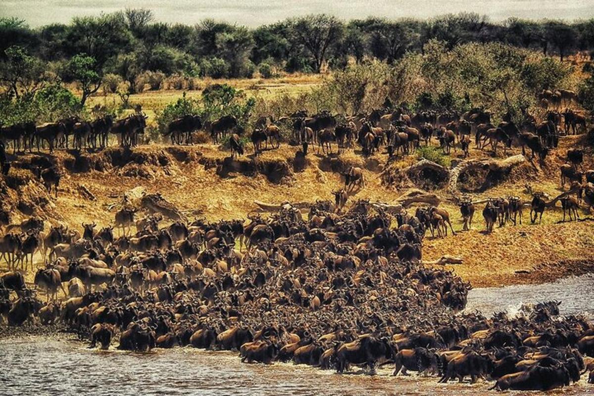 un gran ramat d'animals creuant un riu