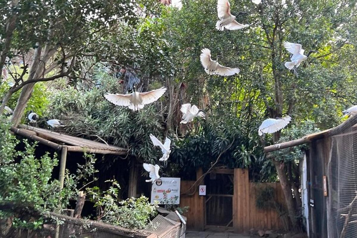 ein Vogelschwarm fliegt in der Luft