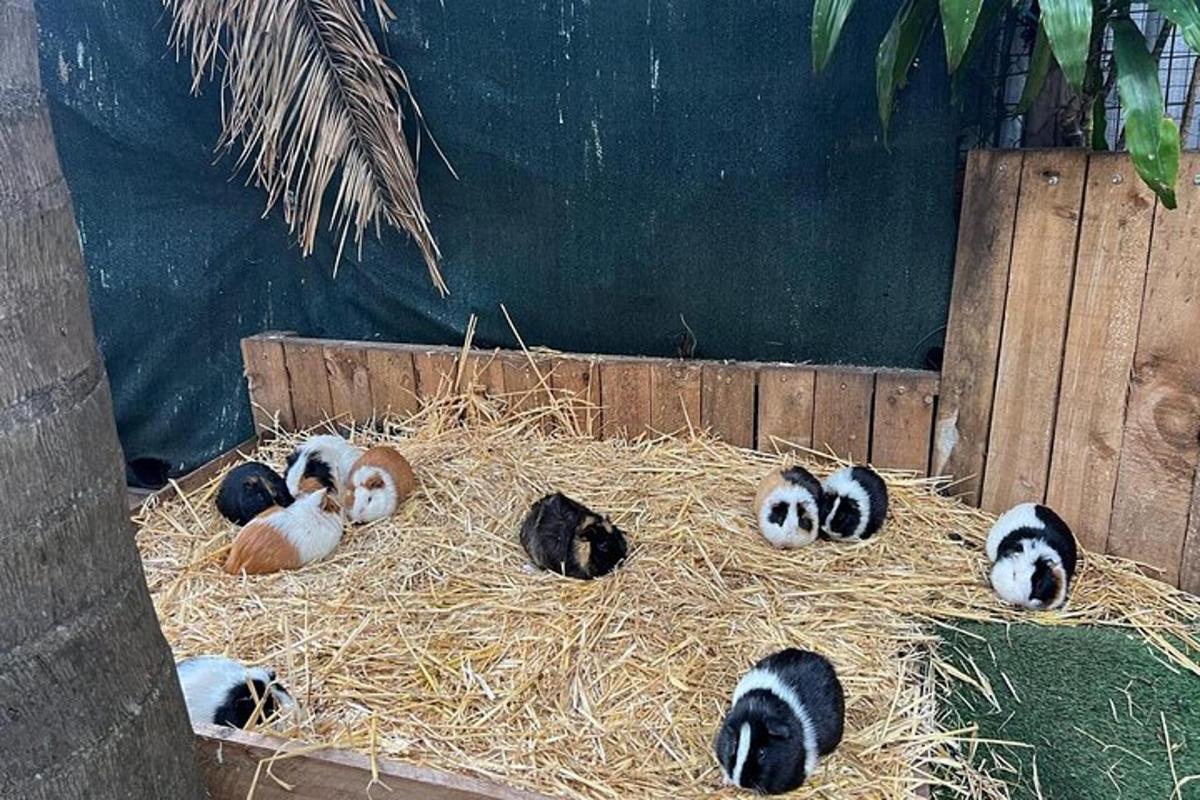 grupp pingviinipoegi heinakuhja peal lamamas